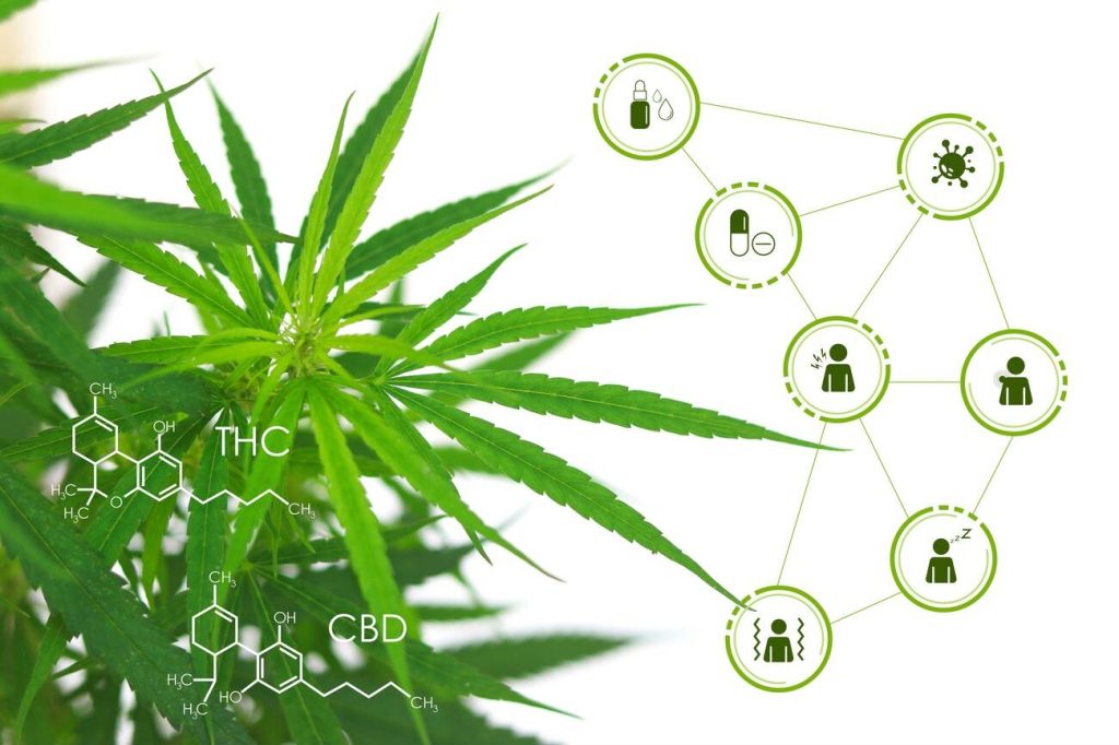 The Myriad Health Benefits Of THC and CBD